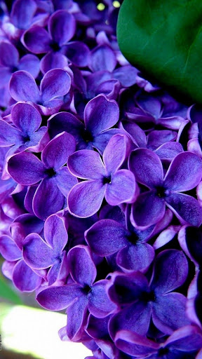 Android application Lilac Wallpapers screenshort