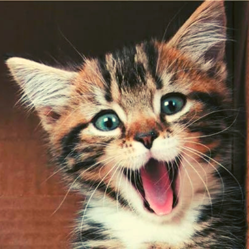 Cute Cat Kitten Wallpaper