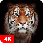 Cover Image of ดาวน์โหลด วอลเปเปอร์เสือ 4K 5.1.0 APK