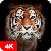 Top 30 Personalization Apps Like Tiger Wallpapers 4K - Best Alternatives