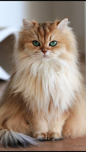 Android application Persian Cat Wallpapers screenshort