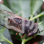 Cicadas Insect Sounds Ringtone