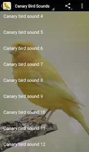 Canary Bird Sounds Screenshot