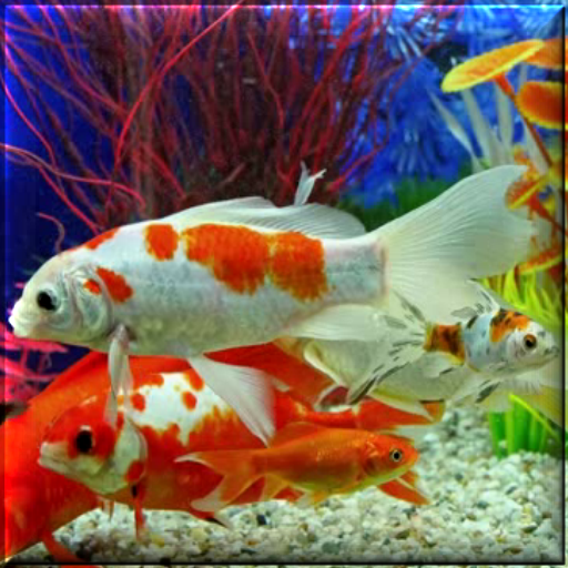 Aquarium Live Wallpaper logo
