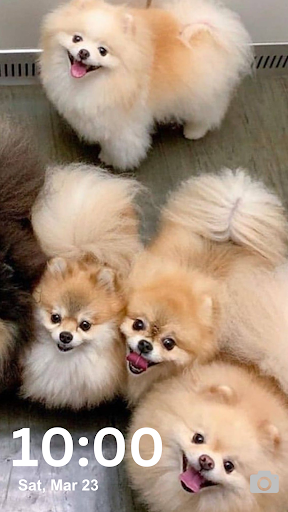 Pomeranian Wallpaper HD and 4K