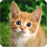 Kitty and Cat Puzzle for Kids icon