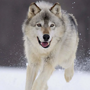 Top 30 Simulation Apps Like Wolf Dog Simulator - Best Alternatives