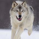 भेड़िया कुत्ता सिम्युलेटर 1.1.2