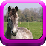 Good Horsemanship: Equestrian icon