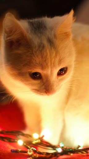 Wallpaper Kucing Lucu