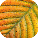 Colors of Autumn LWP icon