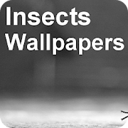 Stunning Insects Wallpapers + photo editor