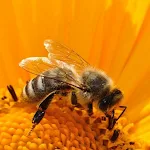 Cover Image of Download Bee Wallpaper  APK