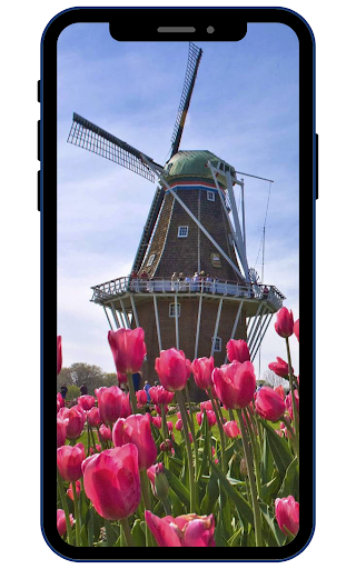 Tulips Wallpapers Screen 3