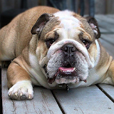 Bulldogs Wallpapers icon