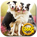 Dogs VR Videos 360 icon