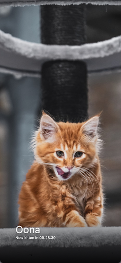 Android application Everyday Kitten screenshort