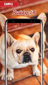 Imágen 10 Bulldog Wallpaper android