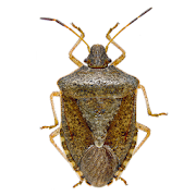 Stink Bug Scout  Icon