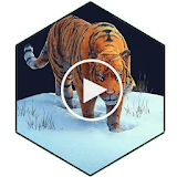 Tiger 3D Video Wallpaper icon