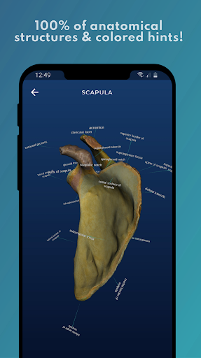 Skelviewer: 100% bone markings Screen 2