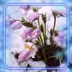 Cover Image of डाउनलोड Winter Flowers HD 1.2 APK