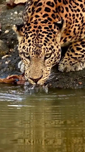 Android application leopard video live wallpaper screenshort