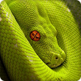 Anaconda Snake Wallpapers HD icon