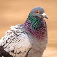 Pigeon Sounds and Hunting Calls