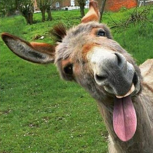 donkey pics Screenshot
