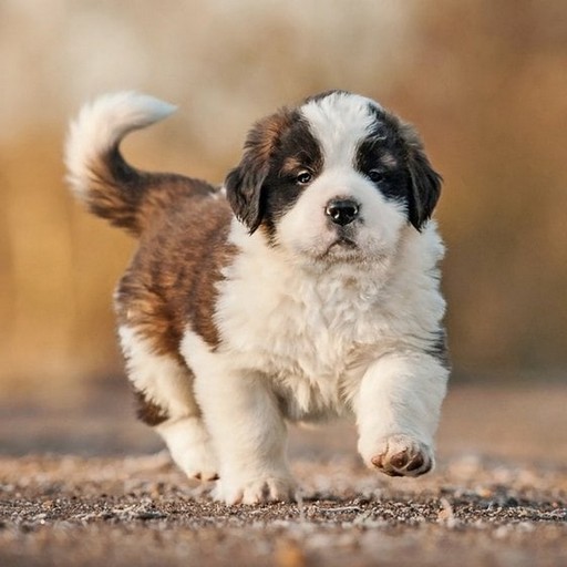 Saint Bernard Download on Windows
