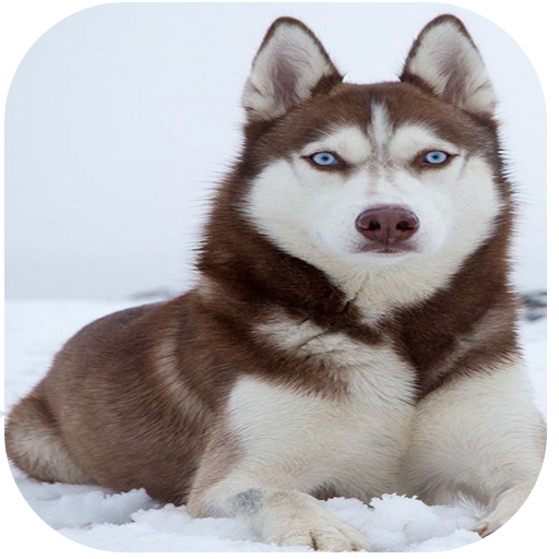 Wallpaper Husky Pitbull Download on Windows