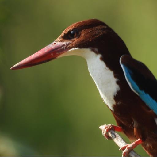 Bird Quiz by Danyck logo