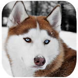 Husky Dog Wallpapers HD icon