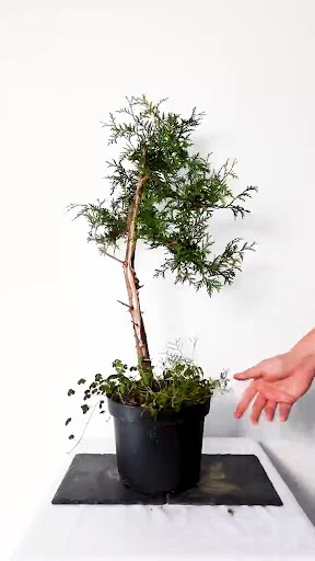 Android application Bonsai Care Bend Guide screenshort
