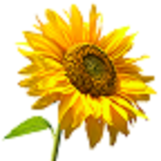 SDIC - Sunflower Diseases ดาวน์โหลดบน Windows