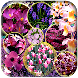 Spring Flowers Wallpaper icon