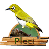 Kicau Pleci Mancay icon