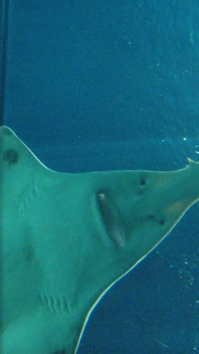Android application stingray wallpaper screenshort