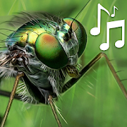 Sounds of Insects