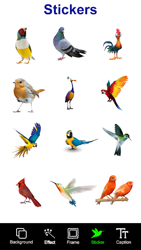 Bird Photo Editor background screenshot 4