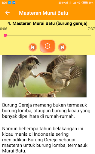 Masteran Murai Batu Screen 3