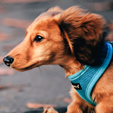 dachshund wallpapers icon