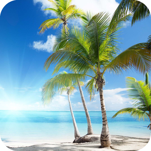 Palm Tree Full Hd Wallpaper Apps Bei Google Play