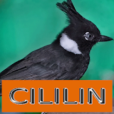 Master Kicau Cililin icon