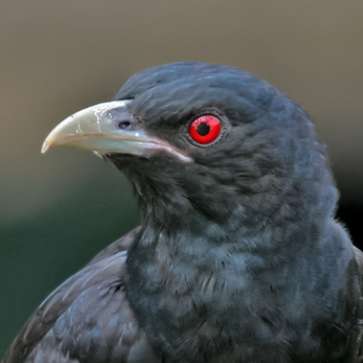 Asian koel bird sounds logo