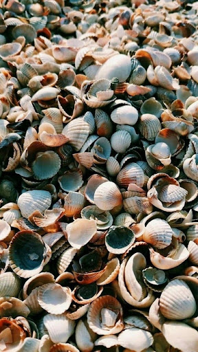 Android application Seashell Wallpapers screenshort