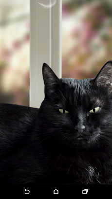 かわいい黒猫ライブ壁紙のおすすめ画像3