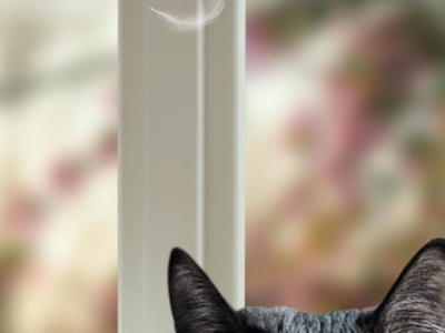 かわいい 黒猫 壁紙 271180