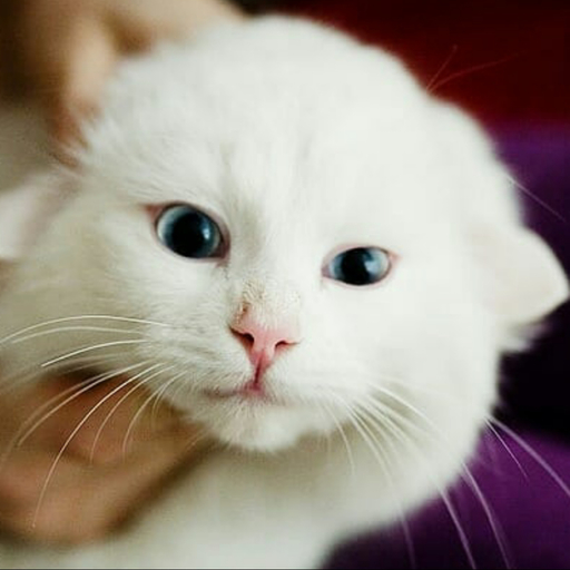 Cute Cats Wallpapers Hd التطبيقات على Google Play